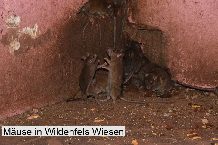 Mäuse in Wildenfels Wiesen
